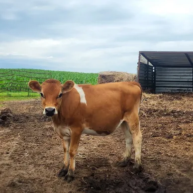 Mini to Midsize Jersey heifer