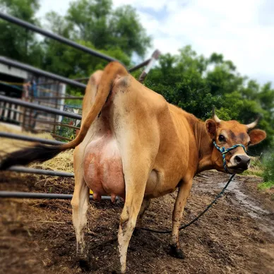 Mini Jersey cow