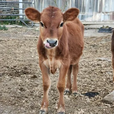 Mini Jersey heifer
