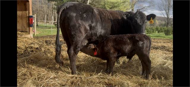 Homo Polled Bull calve