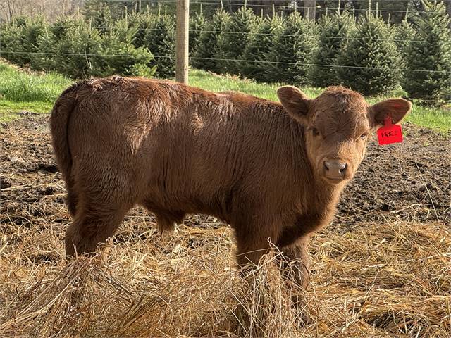 Dexter Bull calve