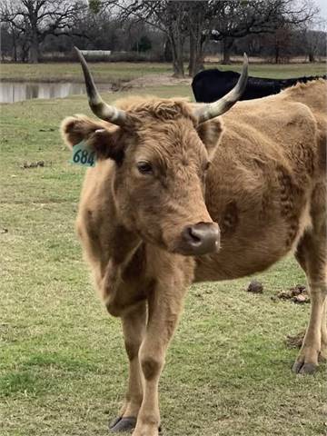 Beautiful Dun Cow - Traditional/Legacy Lines 8 YEARS