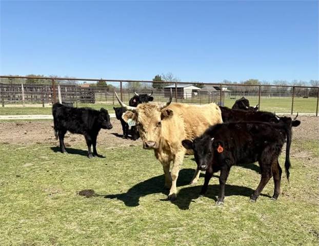Beautiful Dun Cow - Traditional/Legacy Lines 8 YEARS