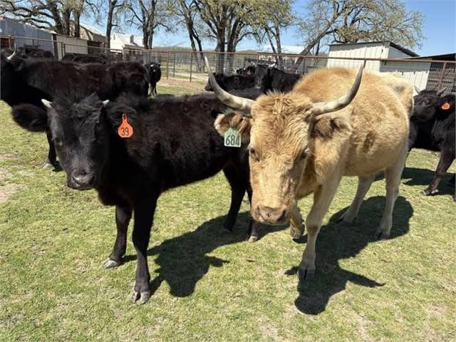 Beautiful Dun Cow - Traditional/Legacy Lines 8 YEARS