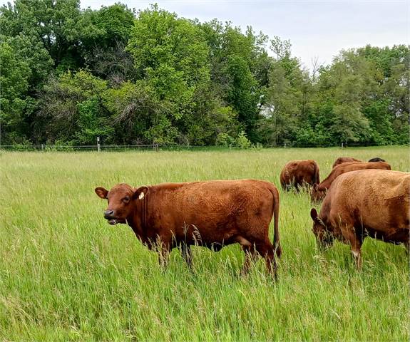 WR Tootsie, 2025 Heifer Calf