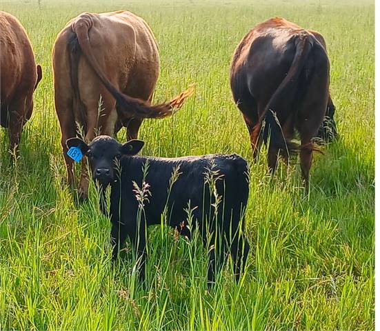 Dexter 2025 Polled Black Steer