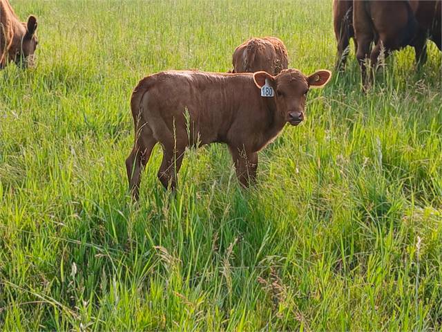 ADCA registered Red 2025 Heifer