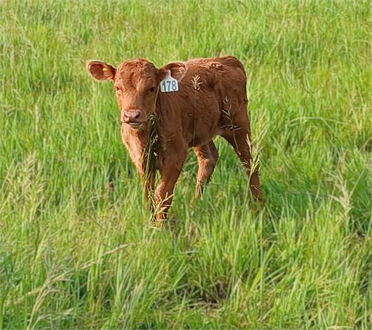 ADCA registered Red 2025 Heifer
