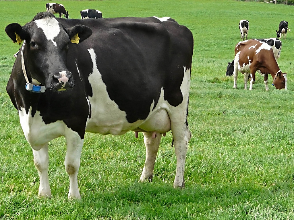 HOLSTEIN FRIESIAN COWS (HEIFERS, BULLS ,CALVES)