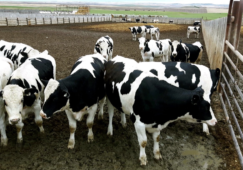 HOLSTEIN FRIESIAN COWS (HEIFERS, BULLS ,CALVES)