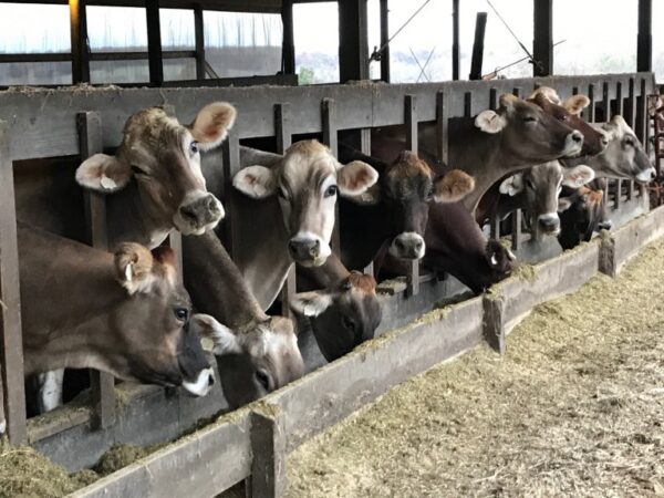 BROWN SWISS COWS 