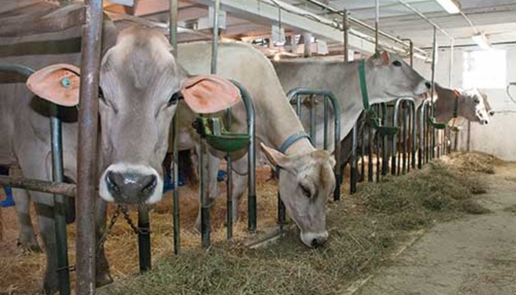 BROWN SWISS COWS 