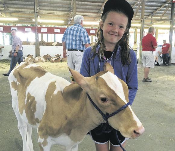 Guernsey cow for sale