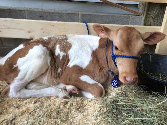 Guernsey cow for sale