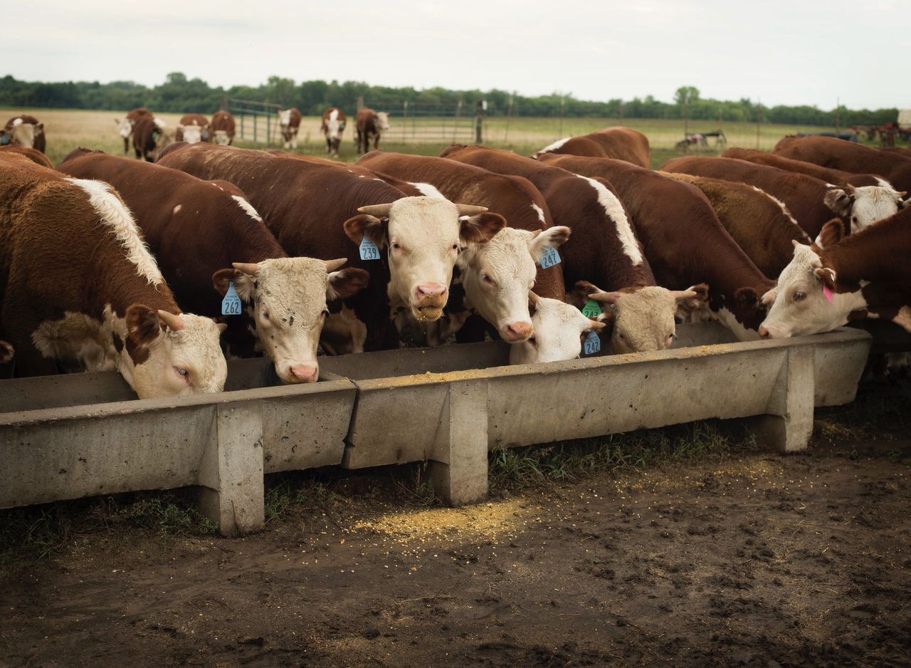 Hereford cows for sale