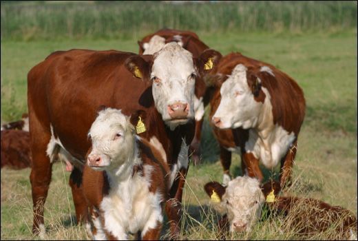 Hereford cows for sale