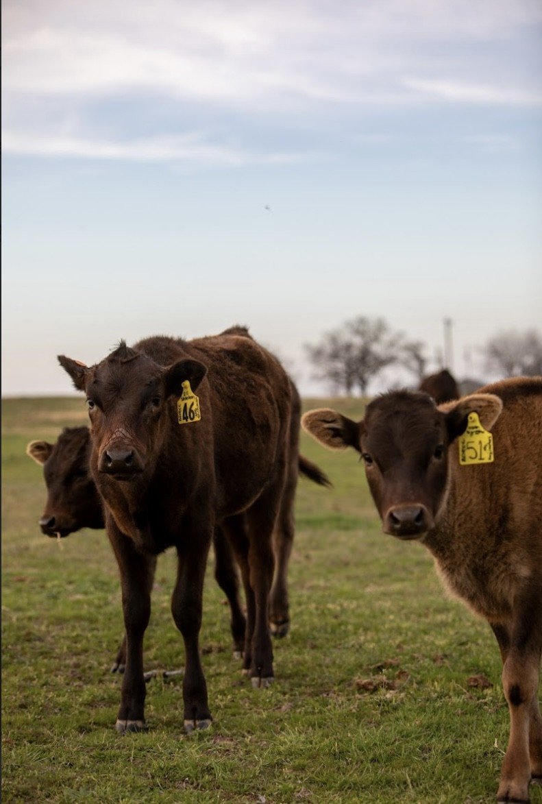 Wagyu Heifer for sale