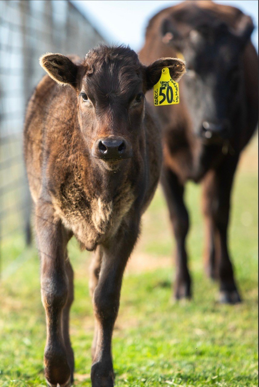 Wagyu Heifer for sale 