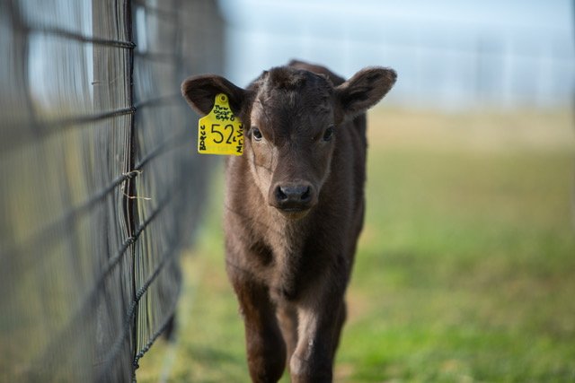Wagyu bull calf 