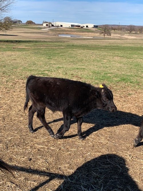 Wagyu bull for sale 