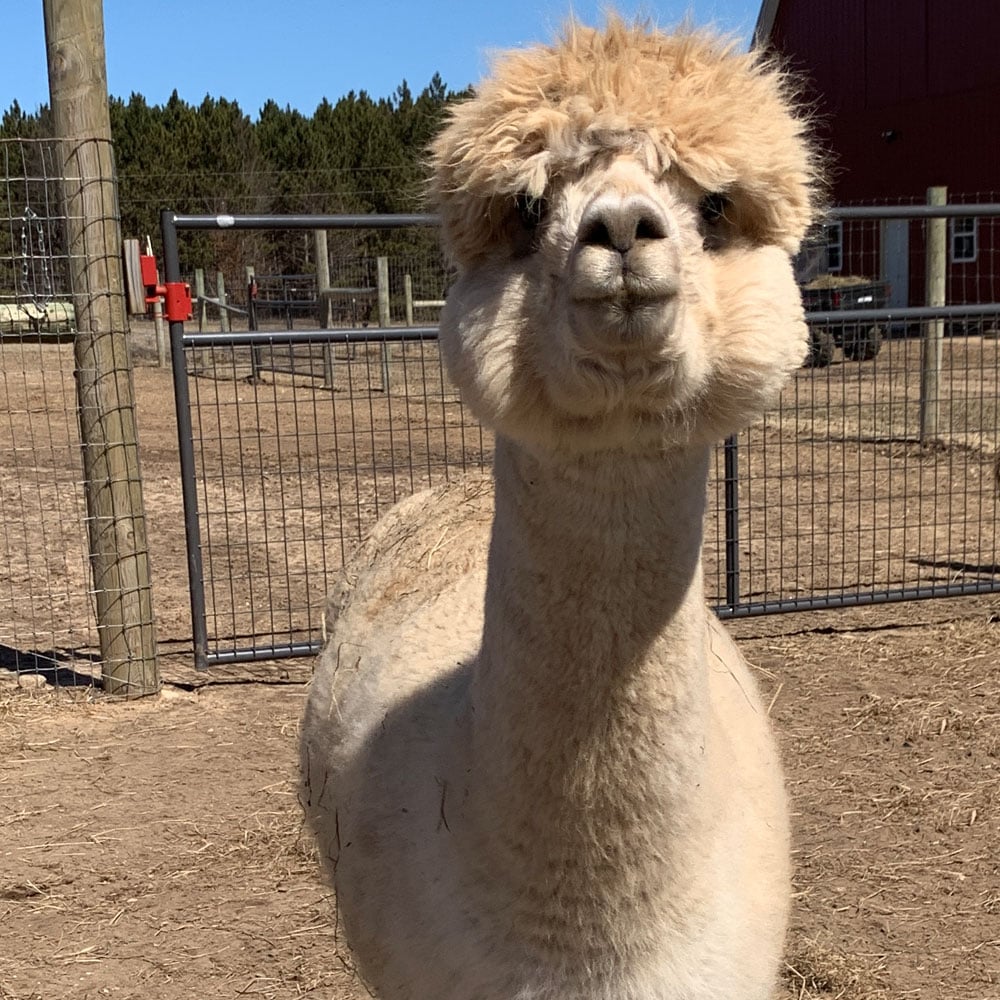 Female Huacaya Alpaca ( Adel )