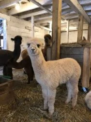 Female Huacaya Alpaca ( Adel )