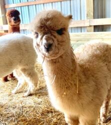 Female Huacaya Alpaca ( Adel )