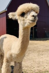 Female Huacaya Alpaca ( Adel )
