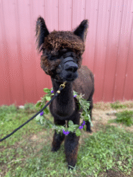 Female Huacaya Alpaca ( Amara )