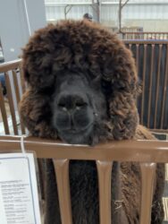 Female Huacaya Alpaca ( Amara )