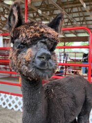 Female Huacaya Alpaca ( Amara )