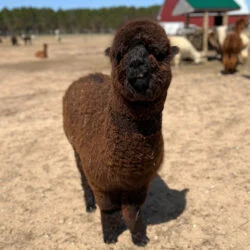 Female Huacaya Alpaca ( Amara )