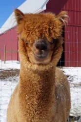 Male Huacaya Alpaca ( Captain America )