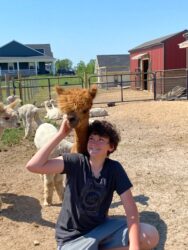 Male Huacaya Alpaca ( Captain America )
