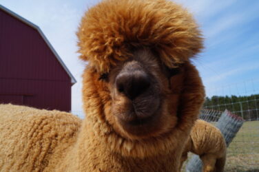 Male Huacaya Alpaca ( Captain America )