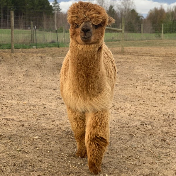 Male Huacaya Alpaca ( Captain America )