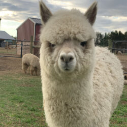 Male Huacaya Alpaca ( Chase )