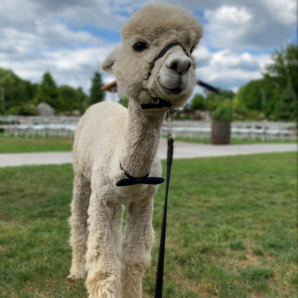 Male Huacaya Alpaca ( Chase )
