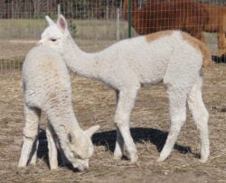 Male Huacaya Alpaca ( Chase )