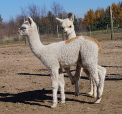 Male Huacaya Alpaca ( Chase )