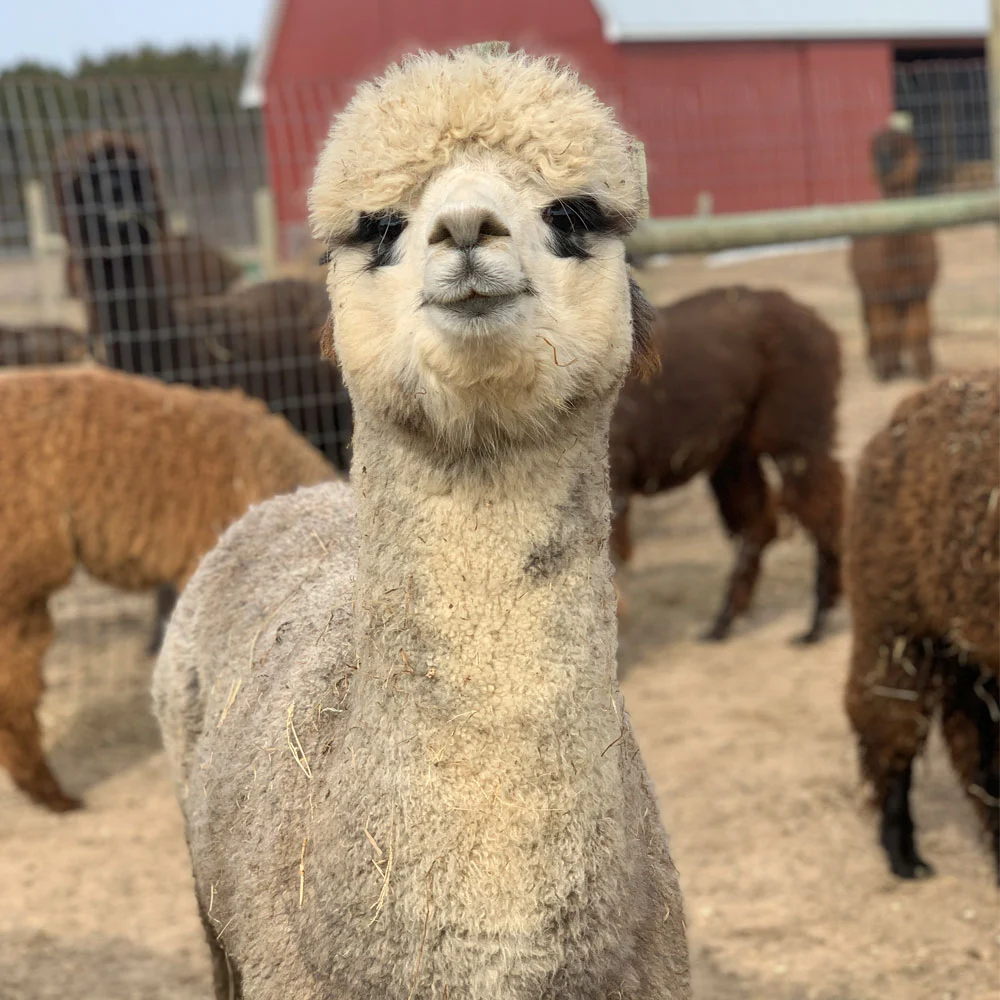 Female Huacaya Alpaca ( Diva )
