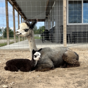  Female Huacaya Alpaca ( Diva )