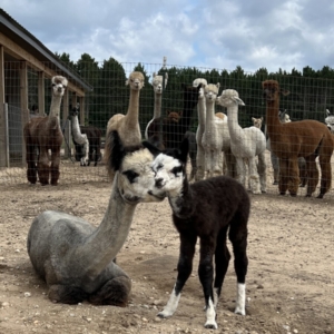  Female Huacaya Alpaca ( Diva )