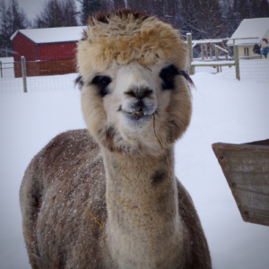  Female Huacaya Alpaca ( Diva )