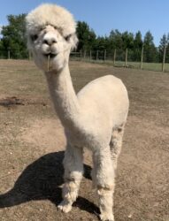 Female Huacaya Alpaca ( Faith )