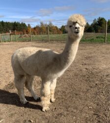 Female Huacaya Alpaca ( Faith )