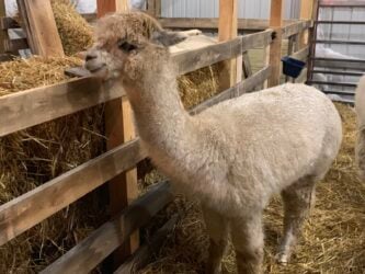Female Huacaya Alpaca ( Faith )