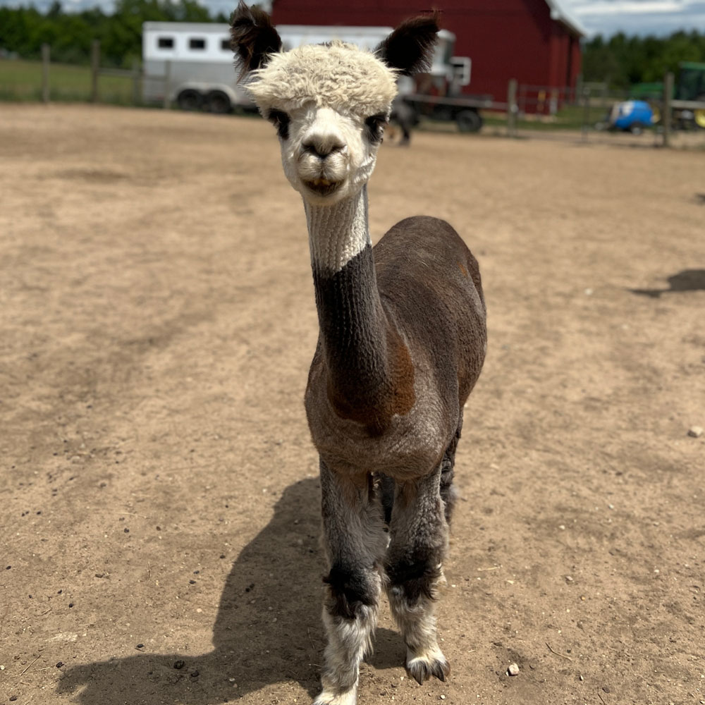 Female Huacaya Alpaca ( Jalapena )