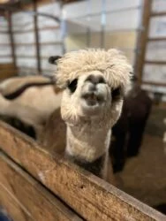  Female Huacaya Alpaca ( Jalapena ) 