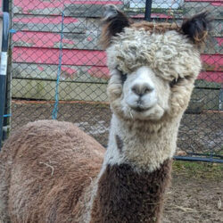  Female Huacaya Alpaca ( Jalapena ) 